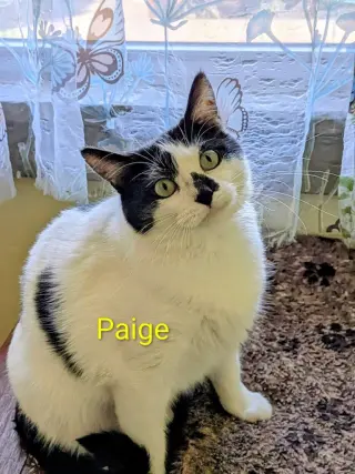 Paige