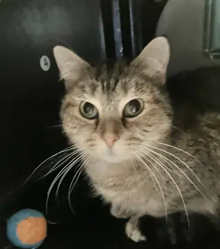 Bonnie
