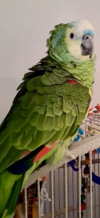 Hojo