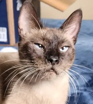 Kit-Kat "crossed-eyed