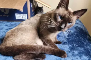 Kit-Kat "crossed-eyed