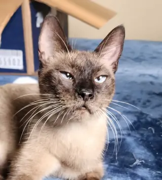 Kit-Kat "crossed-eyed