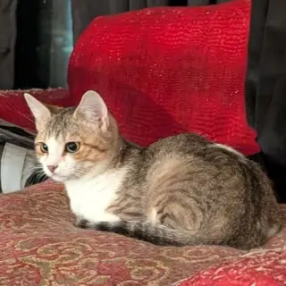 Irina (Sister of Iona)