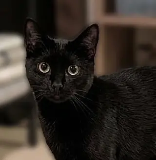 Barn Cat/Mouser: Freddy