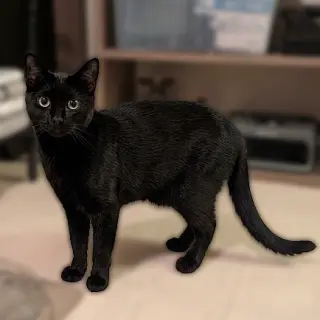 Barn Cat/Mouser: Freddy