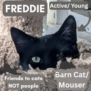 Barn Cat/Mouser: Freddy