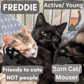 Barn Cat/Mouser: Freddy