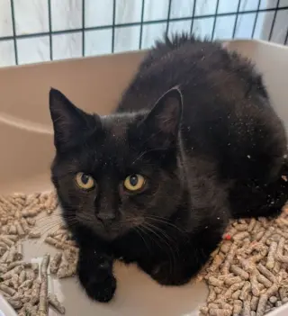 Barn Cat/Mouser: Freddy