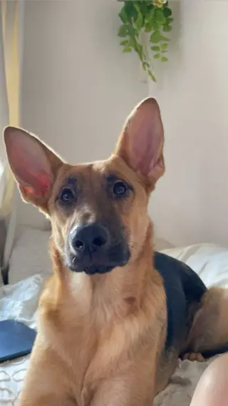 Nova