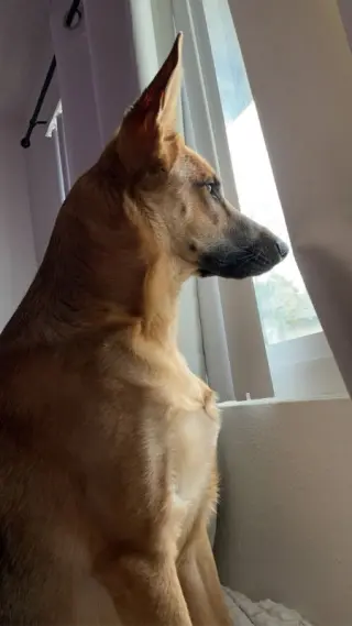 Nova