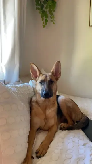 Nova