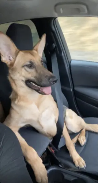 Nova