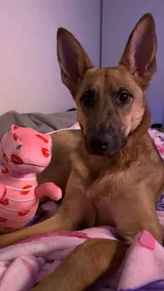Nova