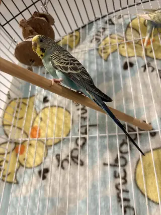Parakeets - Female 1