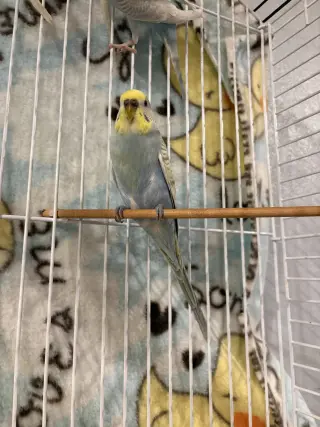 Parakeets - Female 1