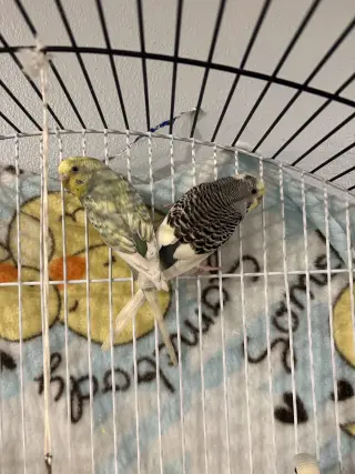 Parakeets - Female 1