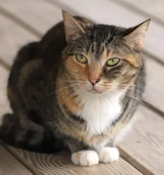 Rascal