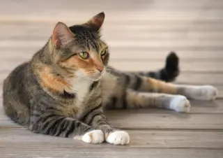 Rascal