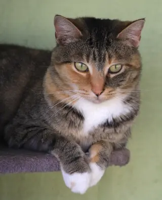 Rascal