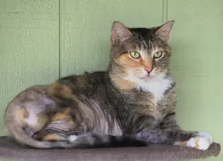 Rascal