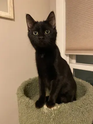 Bernadette (FeLV+) / Moth (FeLV+)