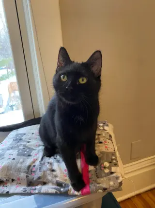 Bernadette (FeLV+) / Moth (FeLV+)