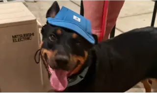 Obi