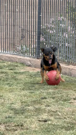 Obi
