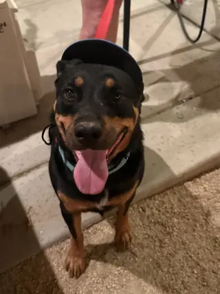 Obi