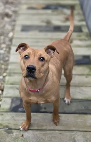 Belle