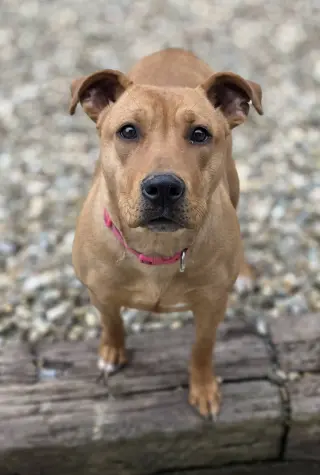 Belle