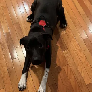 Mia