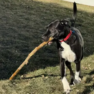 Mia
