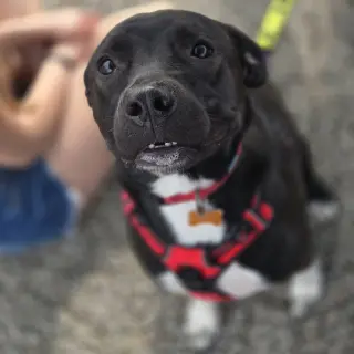 Mia