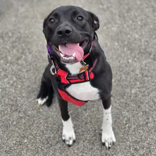 Mia