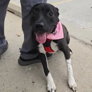 Mia