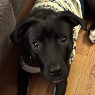 Mia