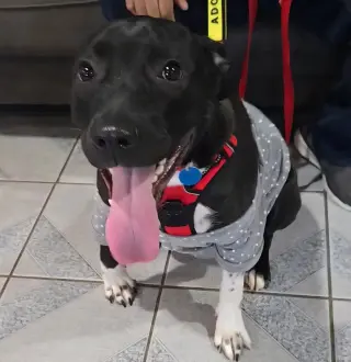 Mia