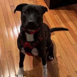 Mia