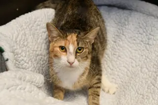 Lucille