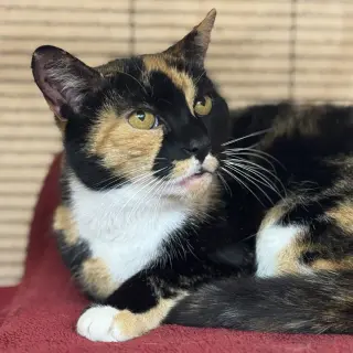 Chloe