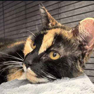 Chloe