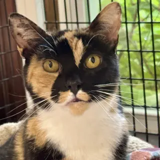 Chloe