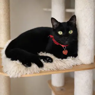 Mia