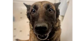 Oakley (Fostered in Michigan)