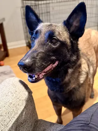 Oakley (Fostered in Michigan)
