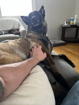 Oakley (Fostered in Michigan)