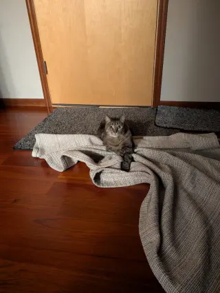Miss Tilly