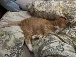 Clawed