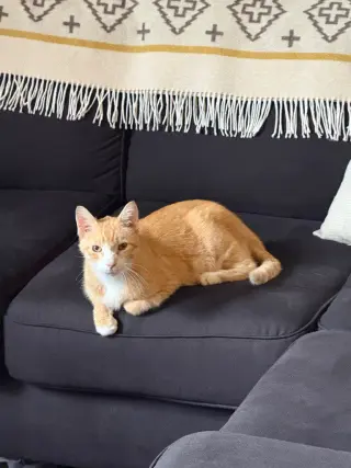 Clawed